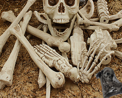 Halloween Skeleton Bones